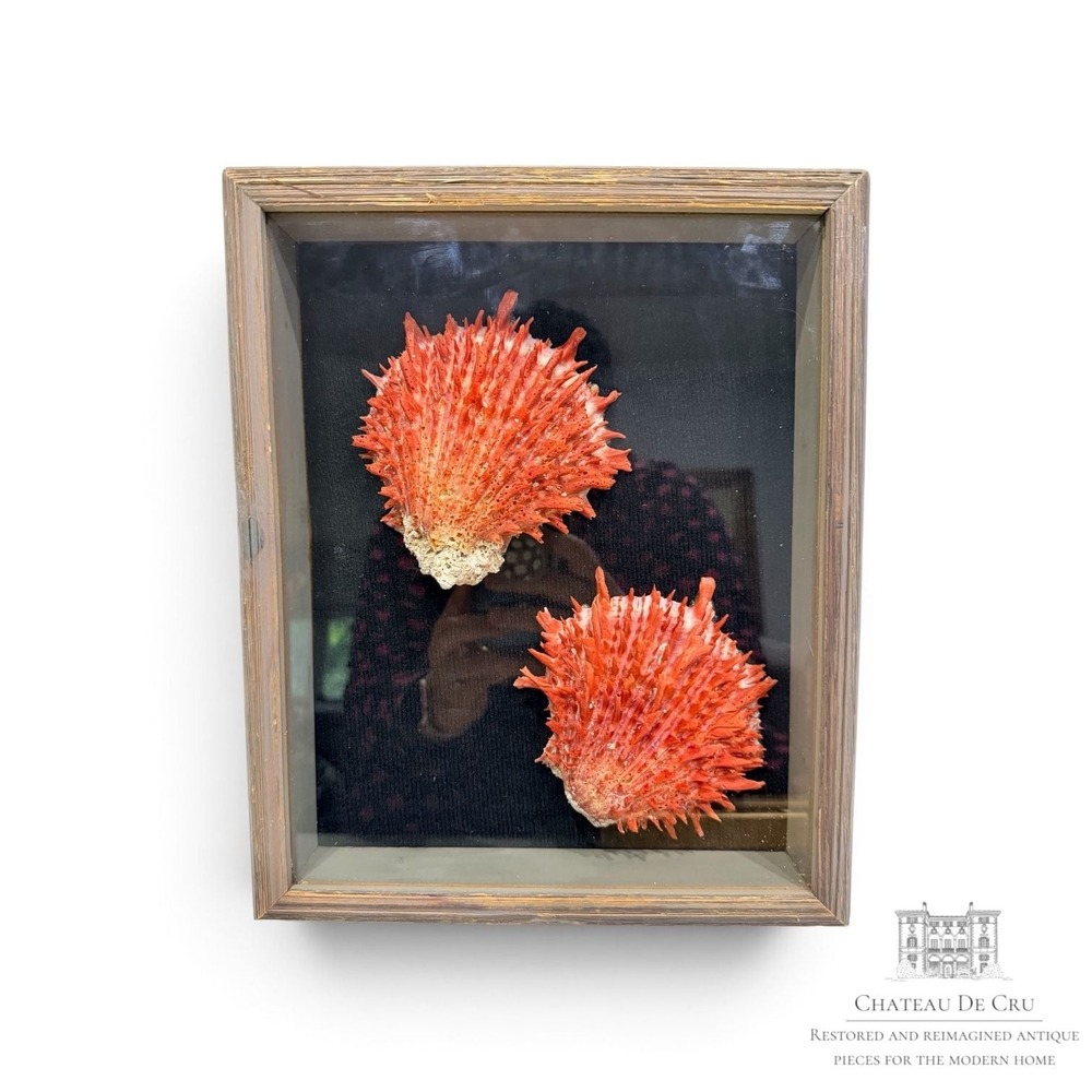 Framed Spiny Oyster Spondylus Barbatus Shell Pair Wall Decor